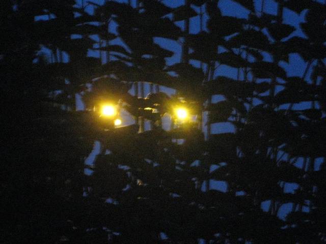 Ach, te oczy gorejące... - avelanche