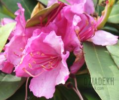 Jeszcze raz rododendrony