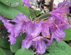 Rododendrony już przekwitają