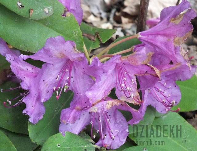 Rododendrony już przekwitają - dziadekh