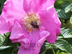 Dzika róża i żuczek