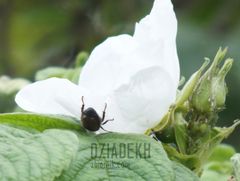 Jeszcze jeden chętny do zapylania