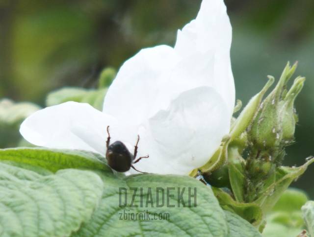 Jeszcze jeden chętny do zapylania - dziadekh