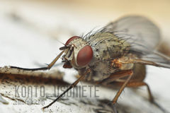 MUcha - jaka jest każdy widzi :)