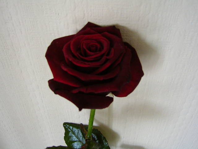 DLA PANI B... - cartagina