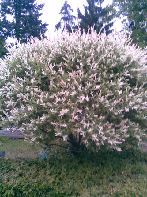 Zdjęcie178.jpg - cartagina