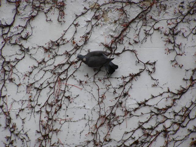 PB260019.JPG - tolek410