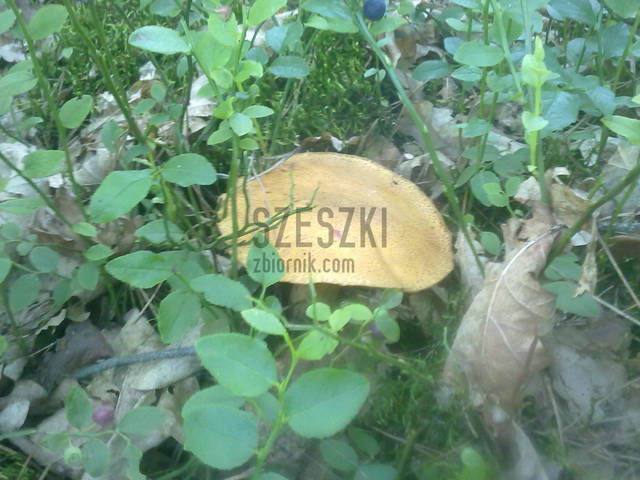 Hm... ale niespodzianka - szeszki