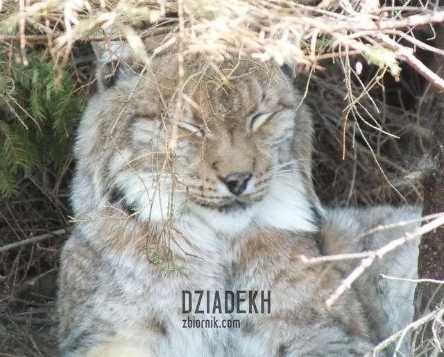 Łaskawie pozuje do portretu - dziadekh