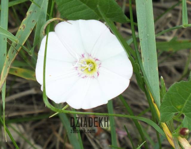 Powój w trawie - dziadekh