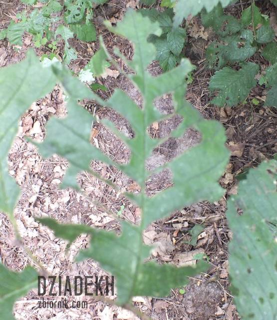 Nieco inny wzór koronki - dziadekh