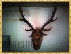 Upolowałem jelenia teraz czas na sarenkę :))))