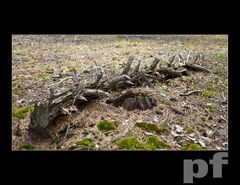 ULUBIONE SIEDZISKO DZIEWIC