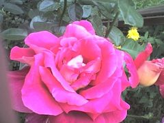 Dla was moje Panie :)))))