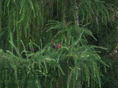 Zamiast sarenki upolowałem rudą ..hihihi