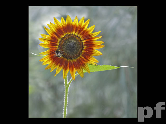 RADOŚĆ LATA - panfoto