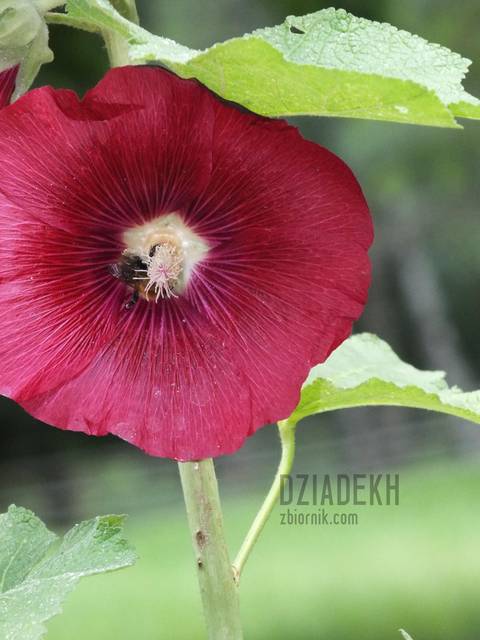 Jeszcze jedna pracowita pszczółka - dziadekh
