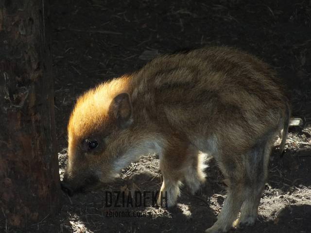 Każdemu kiedyś podłożono świnię... - dziadekh