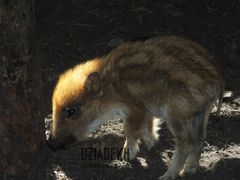 Każdemu kiedyś podłożono świnię...