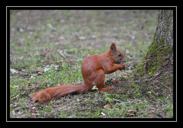 ma ktoś ochotę na orzeszka - parka3033