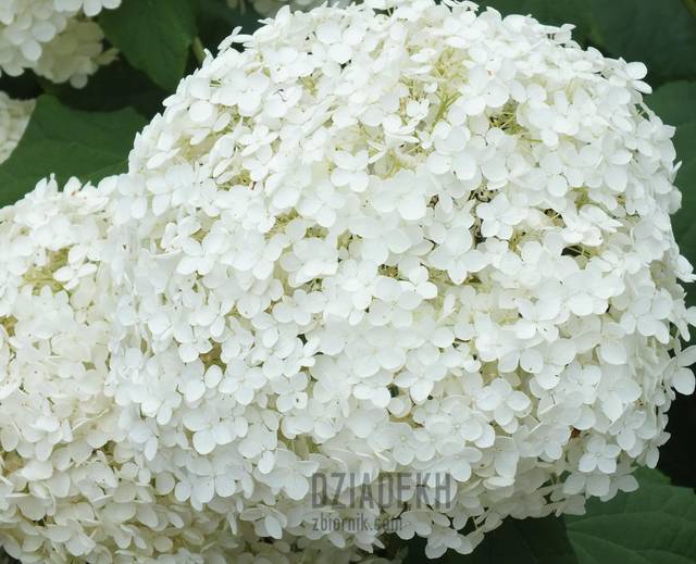 Cała kula kwiatów - dziadekh