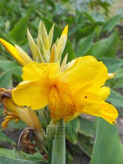 A teraz na żółto z robaczkami