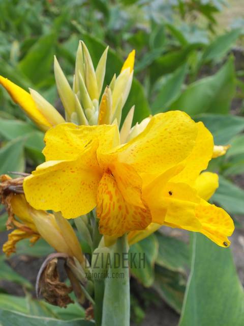 A teraz na żółto z robaczkami - dziadekh