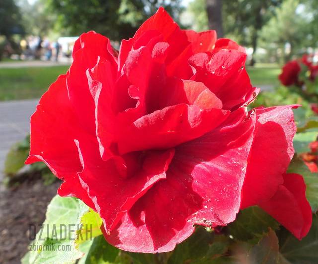 Czerwień jest piękna - dziadekh