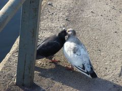 Kochajmy się jak dwa gołąbki :))