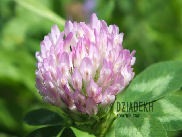 Koniczynka - dziadekh