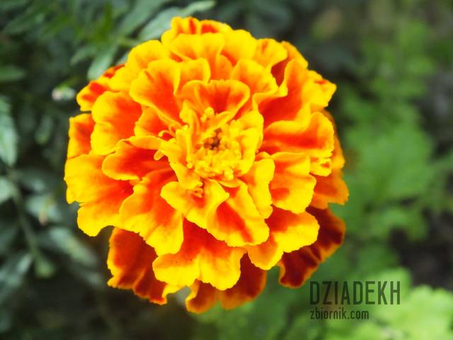 Śmierdziuszek lub aksamitka - dziadekh