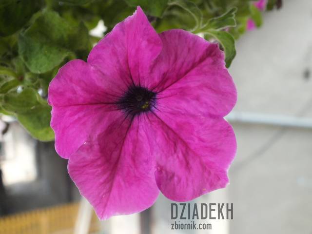 Po prostu ładny kwiatek - dziadekh