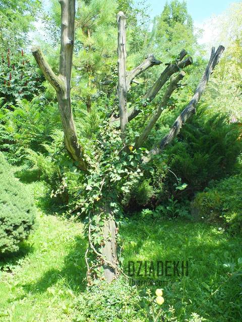 Żywa i martwa natura - dziadekh