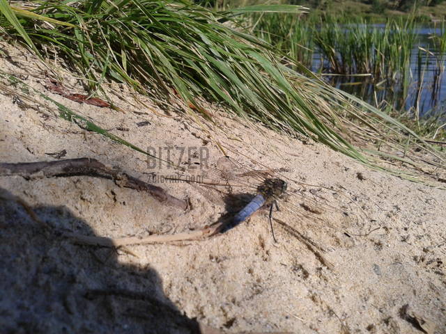 :) - Bitzer