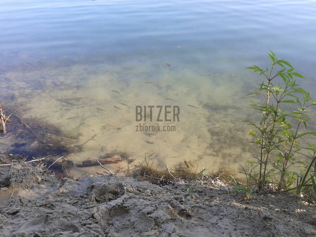 rybowo - Bitzer