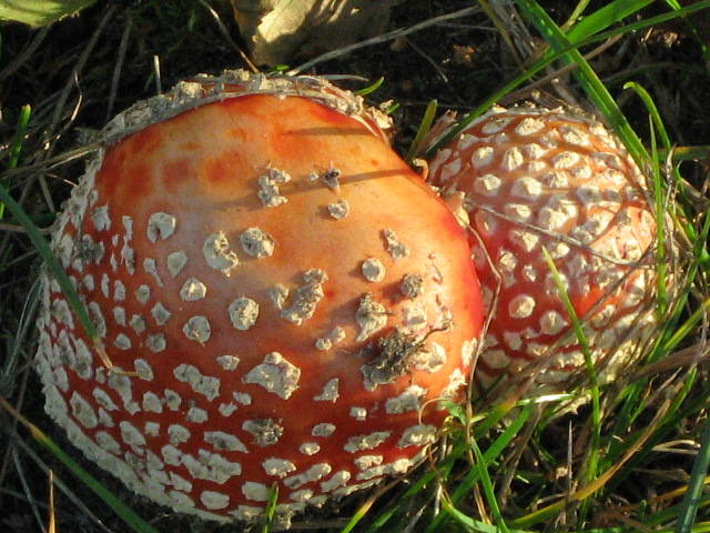 IMG_1187.JPG - 42gucia