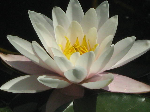 IMG_0291.JPG - 42gucia