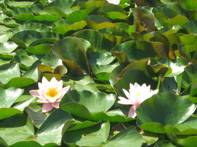 IMG_0283.JPG - 42gucia