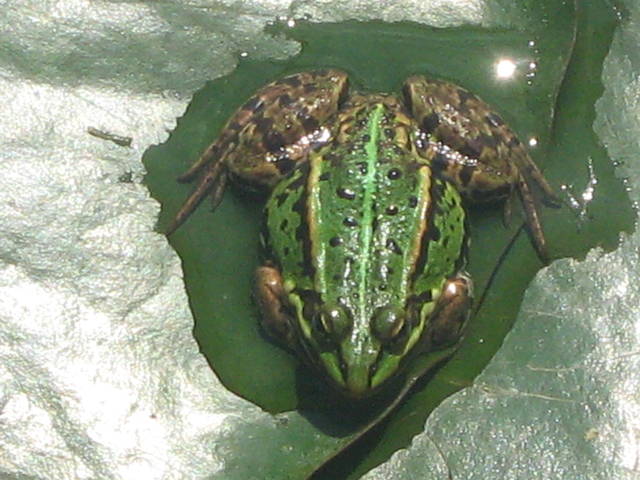 IMG_0294.JPG - 42gucia