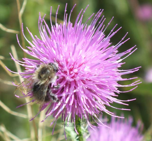 Zapylanie - dziadekh