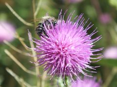 CISZA! NIE PRZESZKADZAĆ! Zapylanie trwa