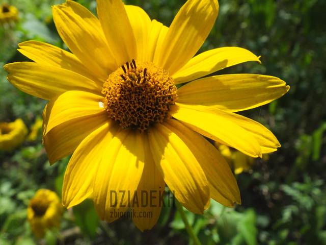 Niespodziewane znalezisko - dziadekh