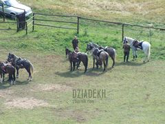 Przybyli ułani pod...