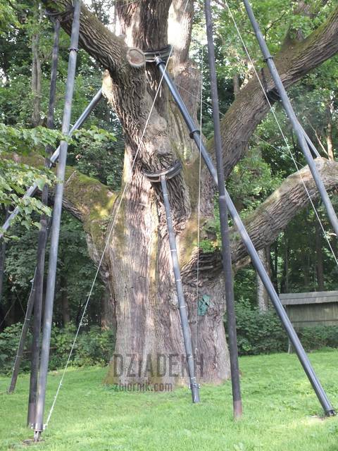 Dąb Bartek - dziadekh