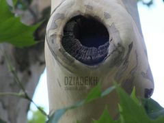 Coś dla miłośników dużych dziur