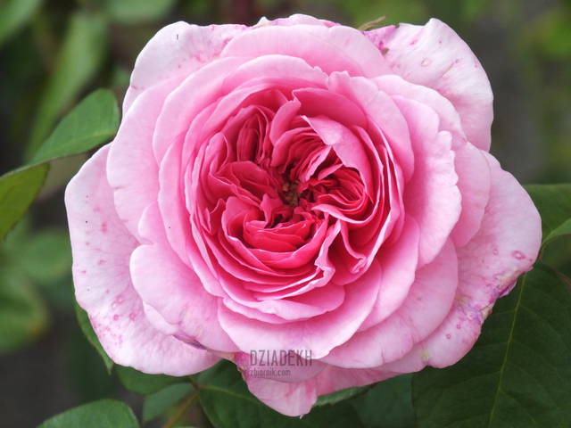 Lato w pełni - dziadekh