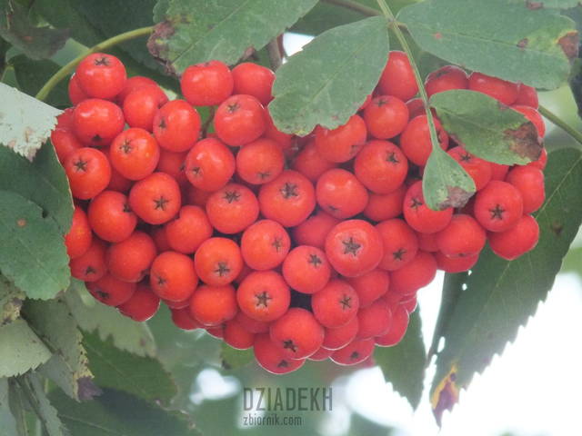 Jesień za progiem - dziadekh