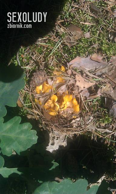 Żeby nie było - Pieprznik Jadalny :D - Sexoludy