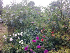 dalie, bielunie i takie tam