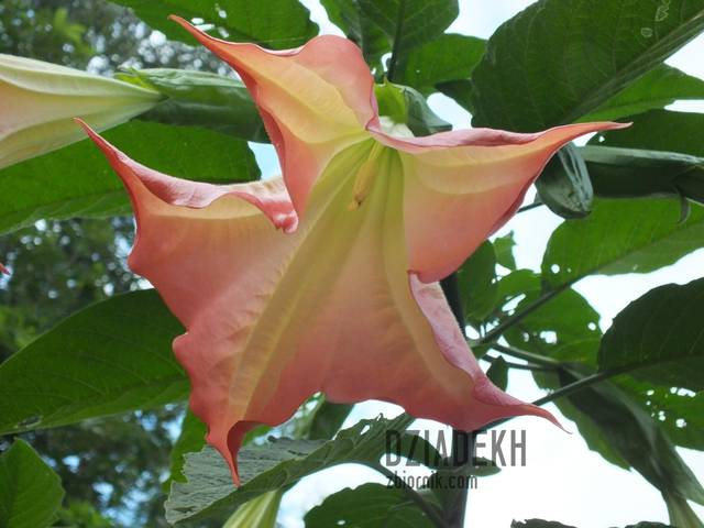 Ładny kwiatek - dziadekh